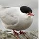 AnArcticTern