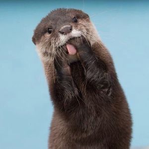 Squirt the Otter avatar