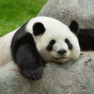 Panda2787 avatar