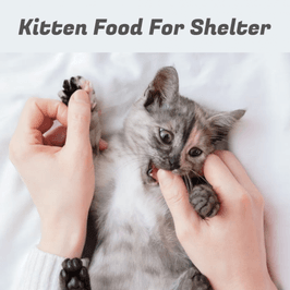 Kitten Food For Shelter