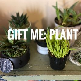 New Plant Gift