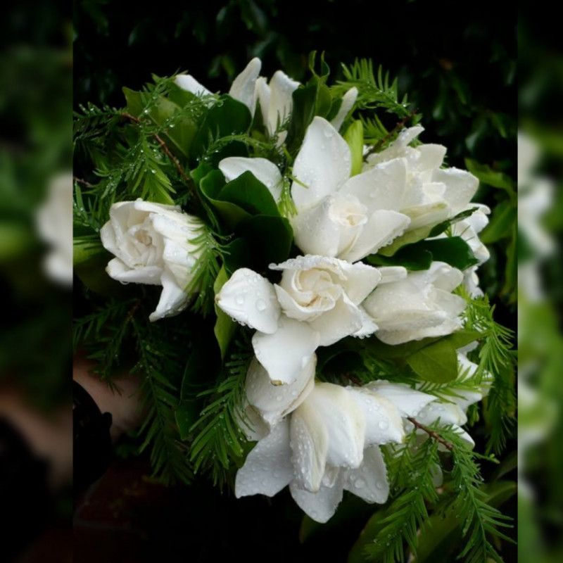 bouquet of Jasmine flowers