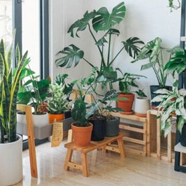 Indulge My Houseplant Obsession