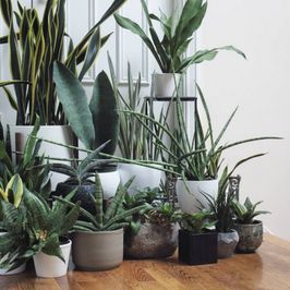 Gift Me: New House Plants