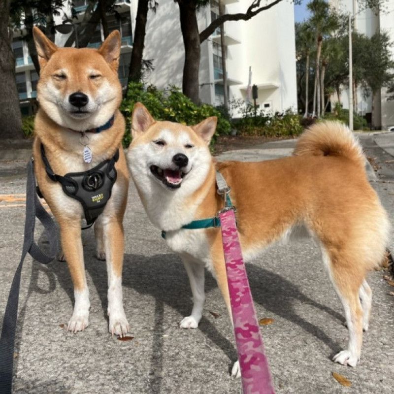 Spoil the shibas to a 60 min walk