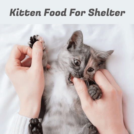 Kitten Food For Shelter