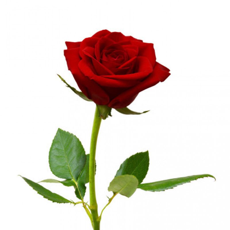 Valentin Day Rose