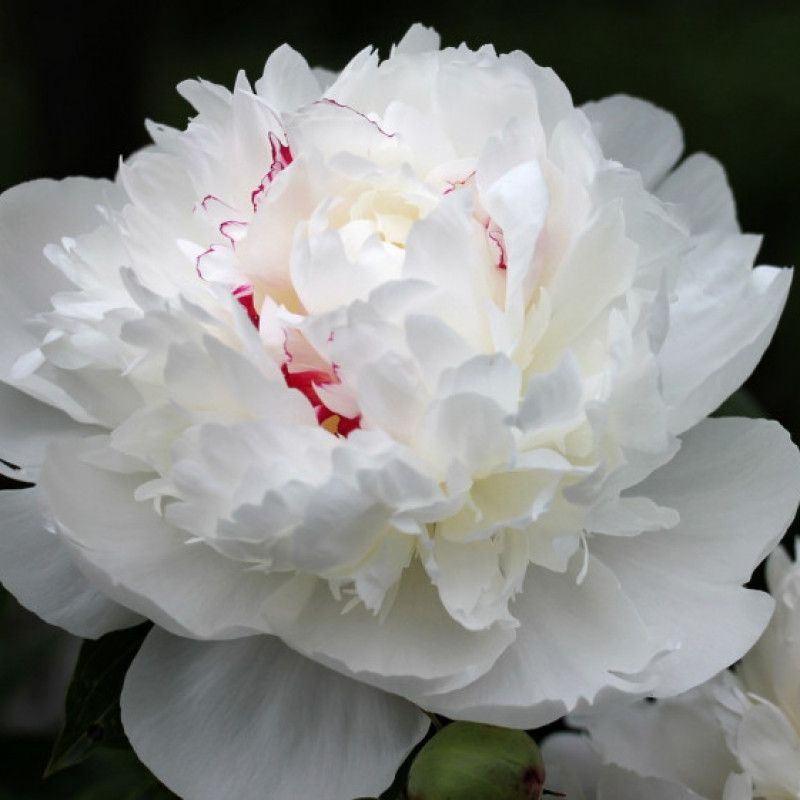 Buy me white peony