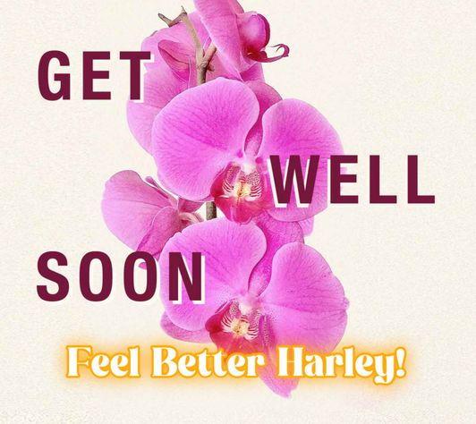 Get Well Soon Harley