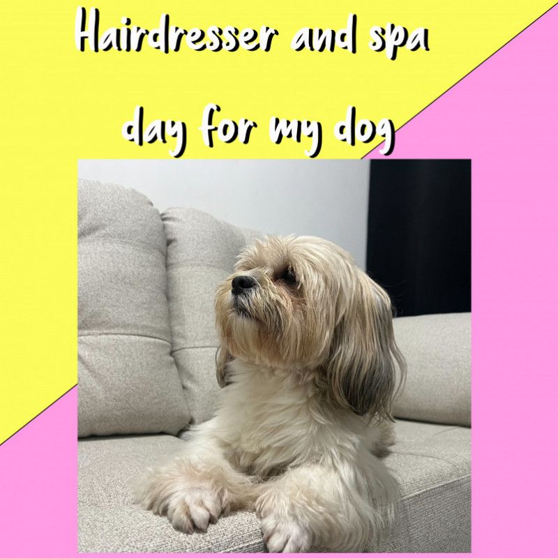 hairdresser and spa day for my dog