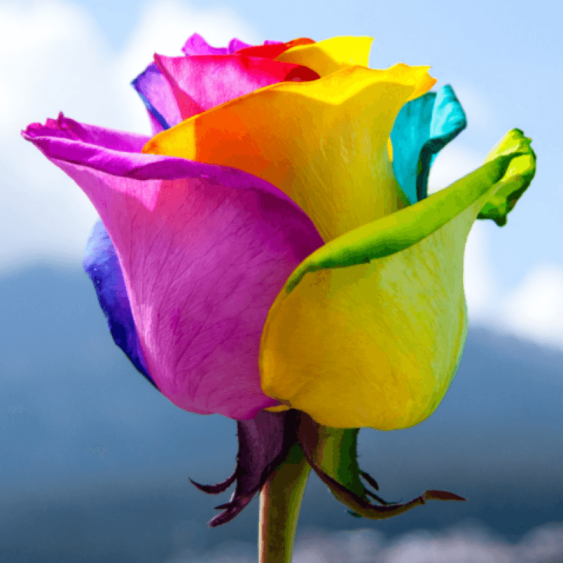 Rainbow rose