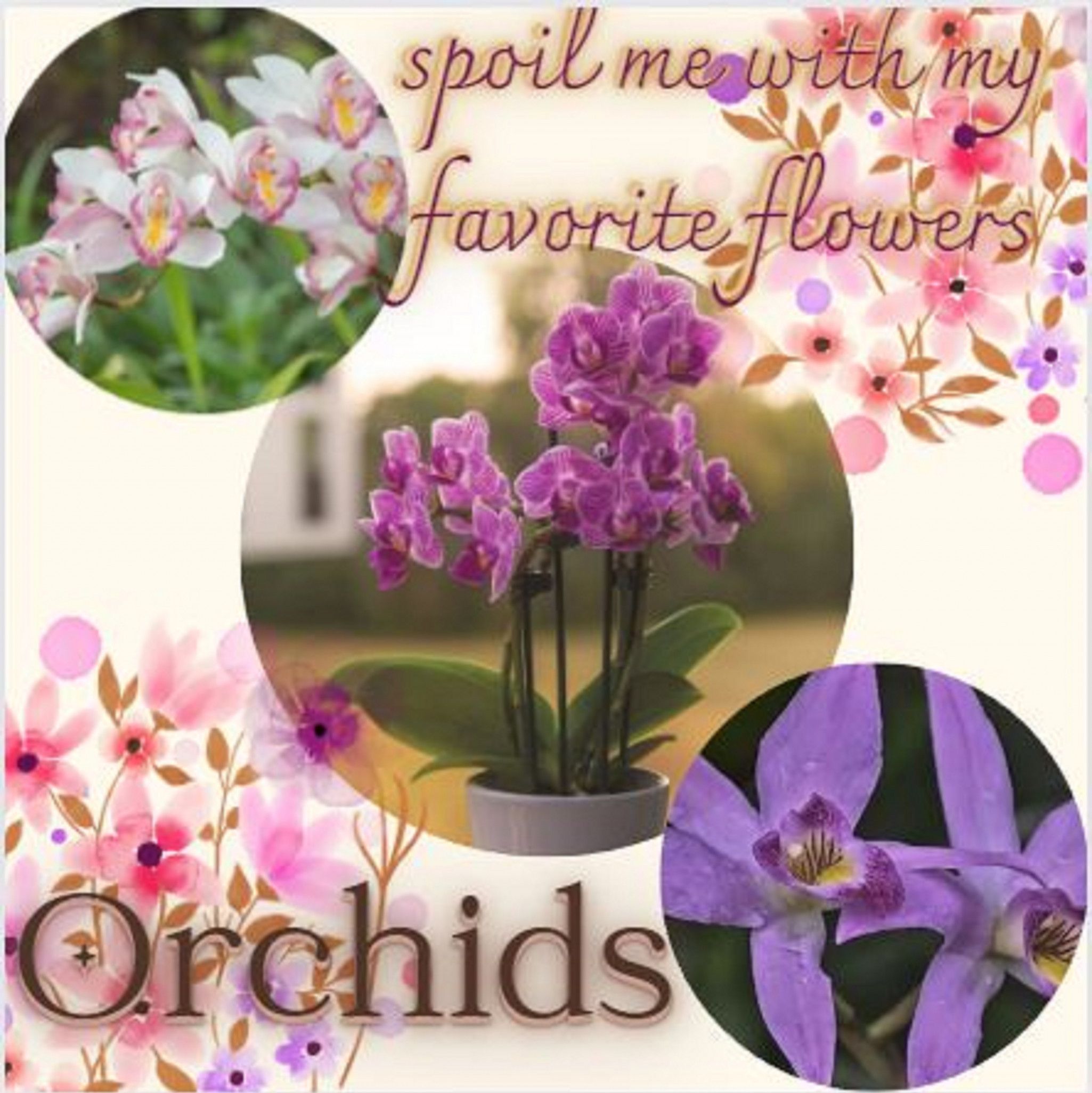 spoil me with my favorite flowers Orchids