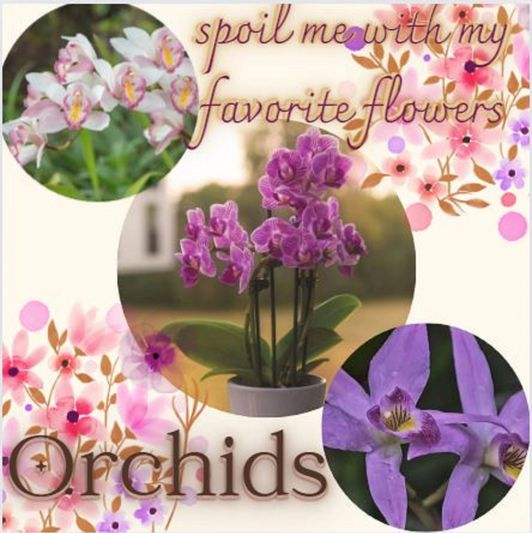 spoil me with my favorite flowers Orchids