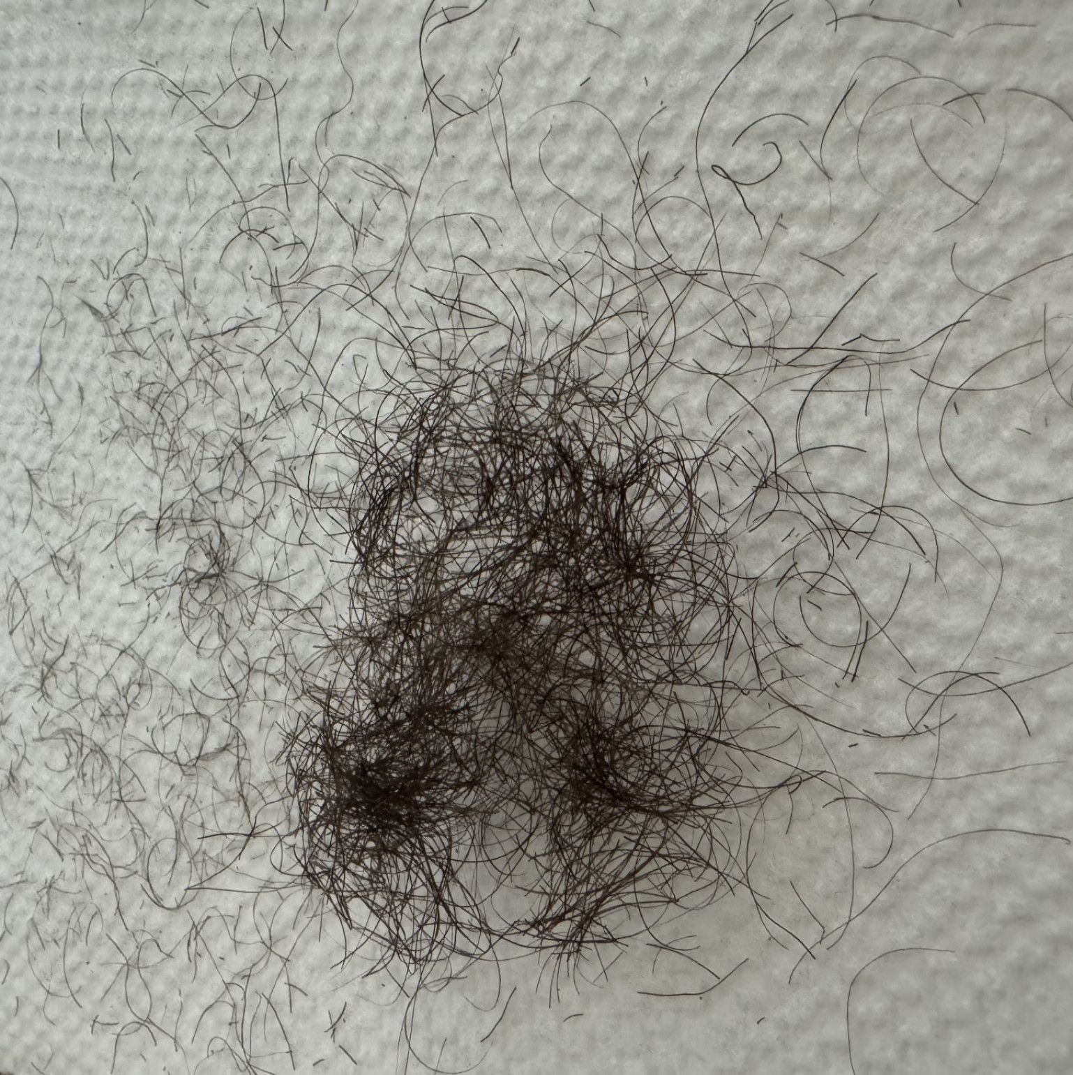 My Pubic Hair shavings