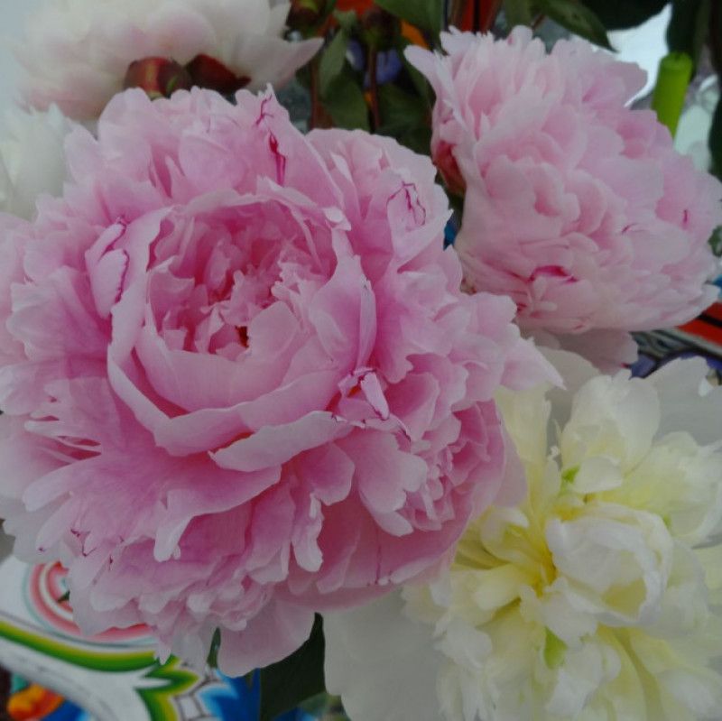 Fresh peonies from the market