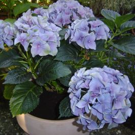 Hydrangea flowers from the market