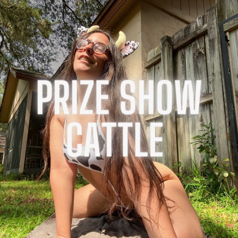 PRIZE SHOW CATTLE set