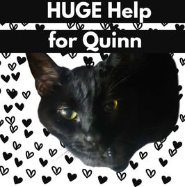 HUGE Help for Quinn