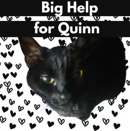 Big Help fro Quinn