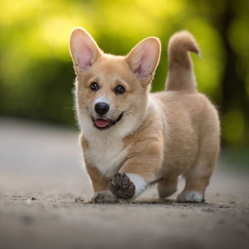 Corgi