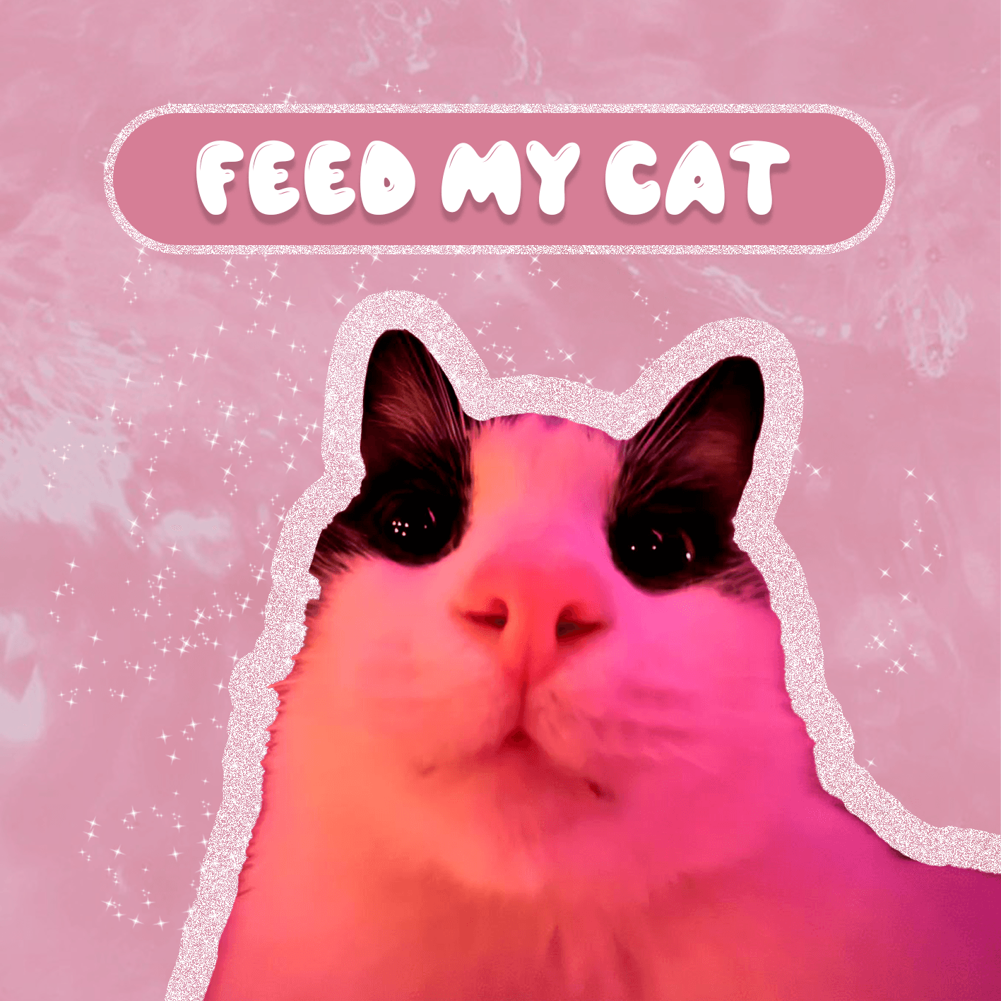 feed my cat Kisa