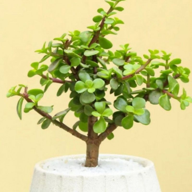 Jade Tree