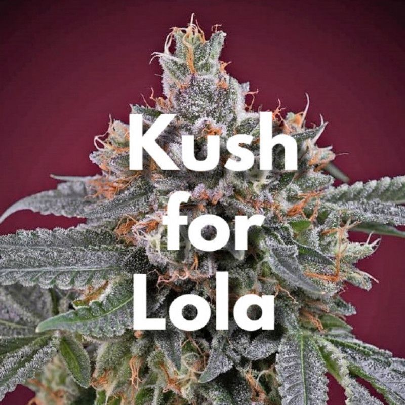 Kush for Lola