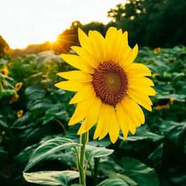 A SUNFLOWER