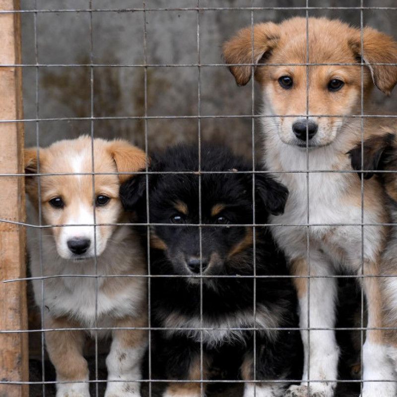 feed dogs at the shelter! video report!!