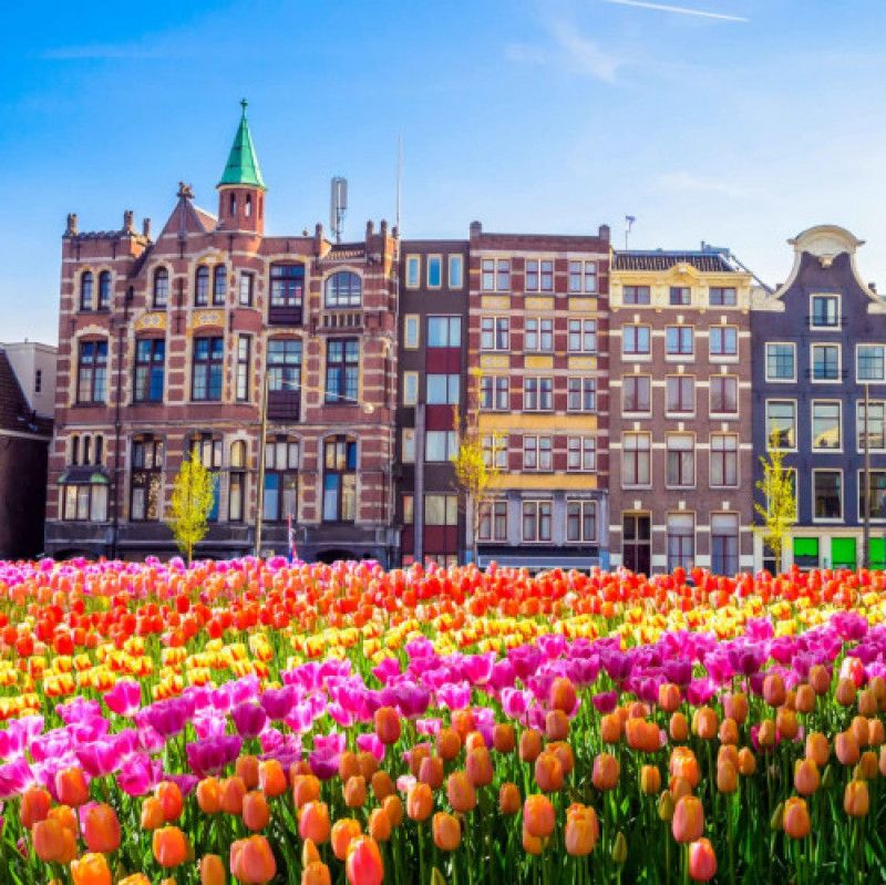 Amsterdam Tulips Festival April 2023