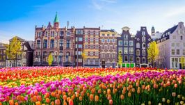 Amsterdam Tulips Festival in April