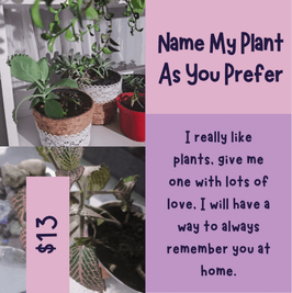 Plant For My House