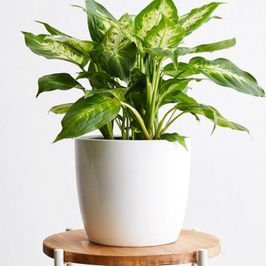 Buy me a house plant