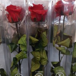 Buy me a preserved rose