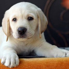 Adopt a labrador puppy for a month