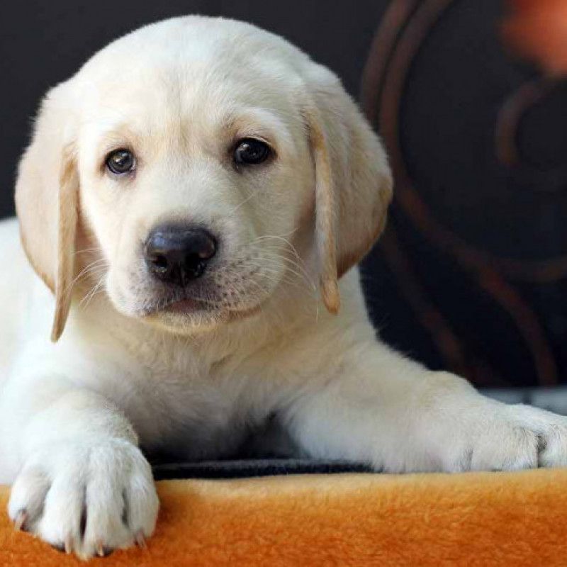 Adopt a labrador puppy for a month