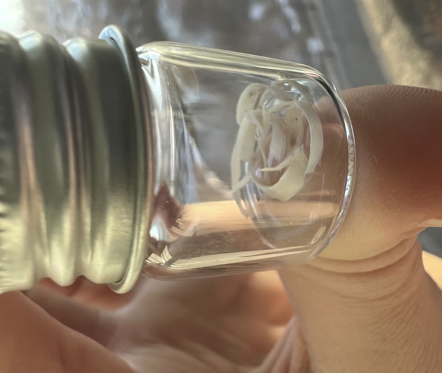 Jar of Finger Nail Clippings