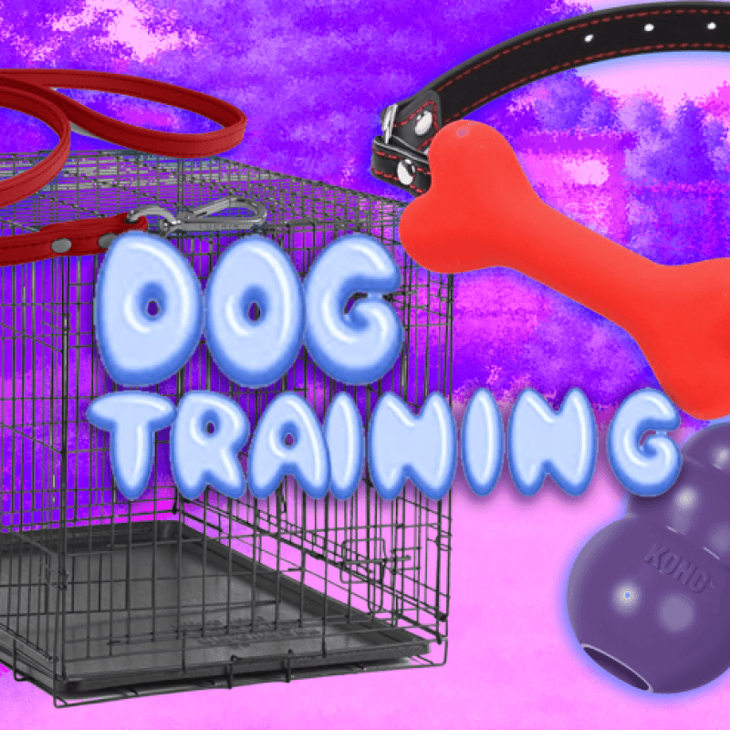 Dog Training