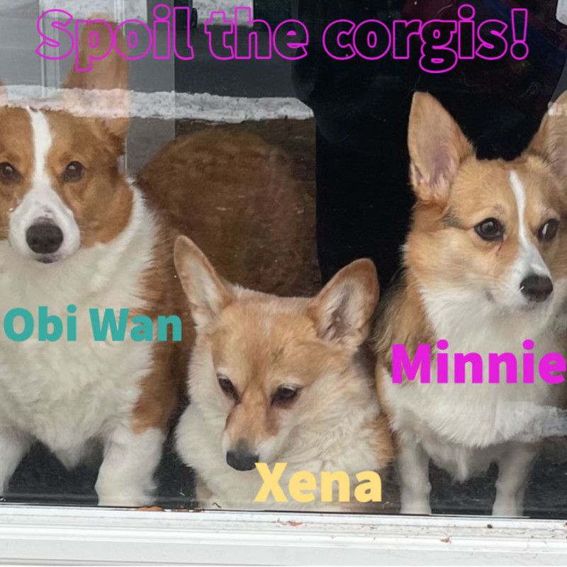 Spoil the corgis!