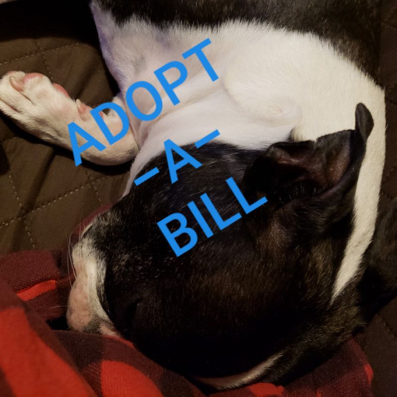 Adopt A Bill My Dogs Leg Surgery Payment