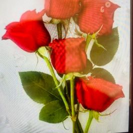 Red roses