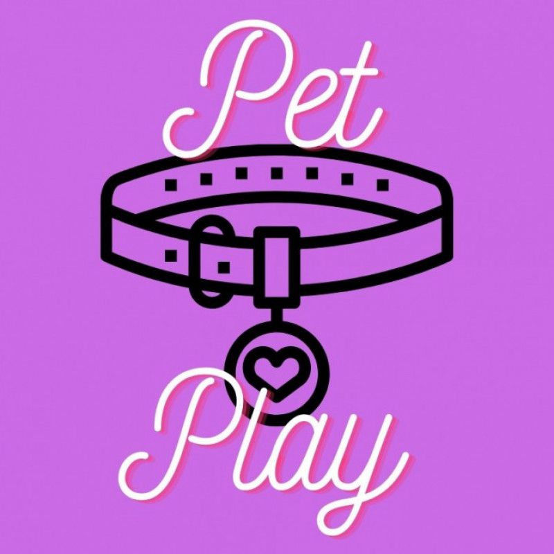 Interactive Pet Play Session