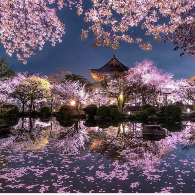 Contribute to my dream to visit Japan