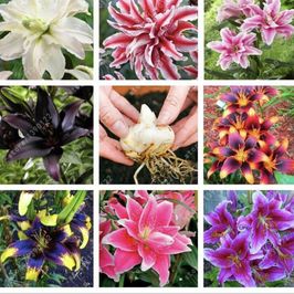 Treat me lily bulbs for my garden