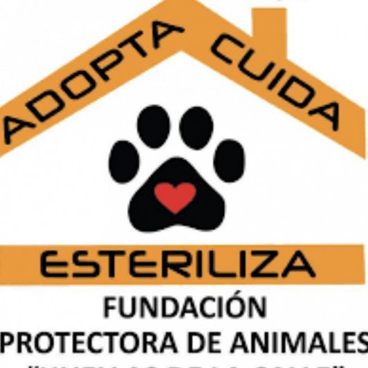 help my foundation that rescues dogs
