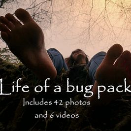 Life of a bug pack