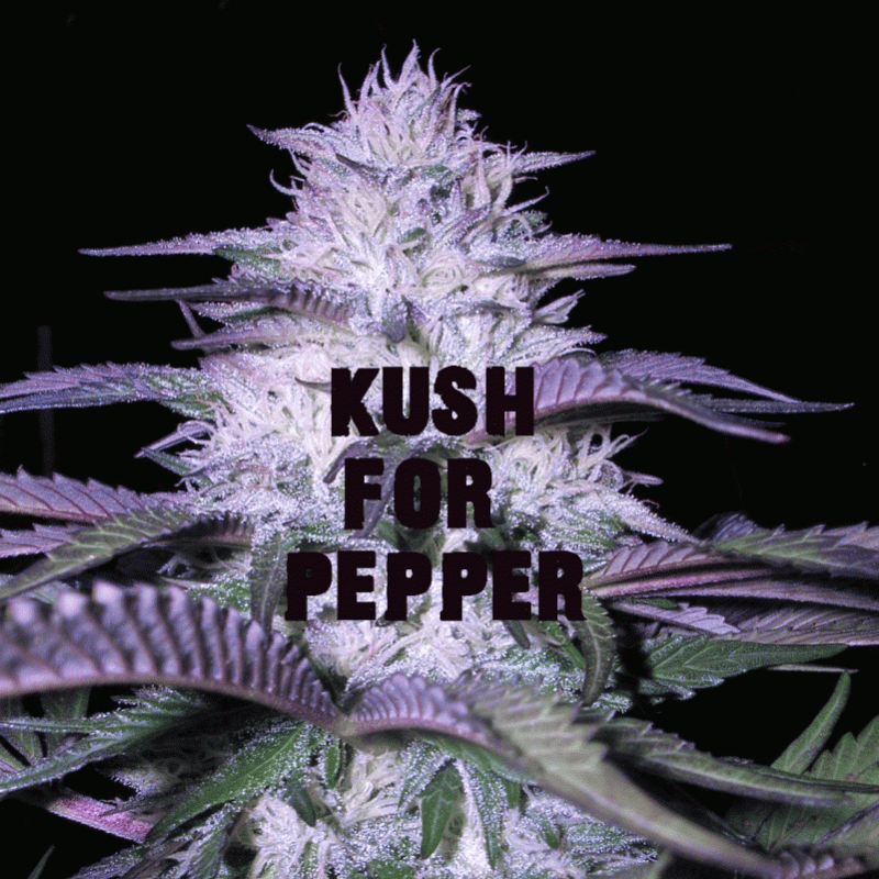 Kush for Pepper!