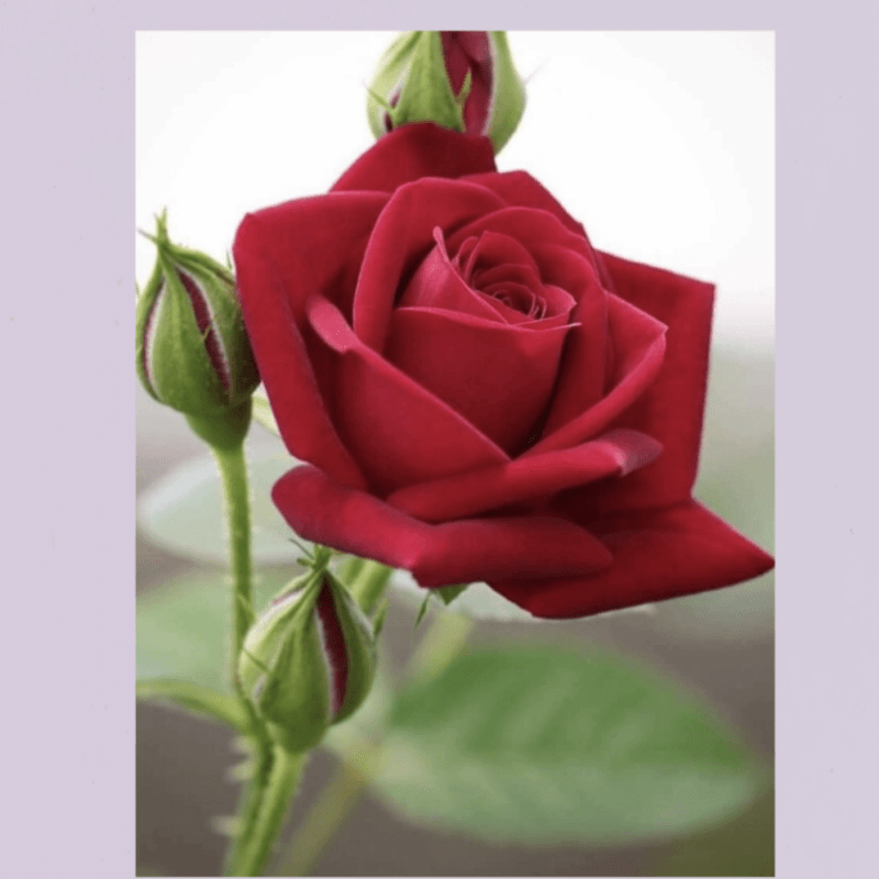 give me this rose