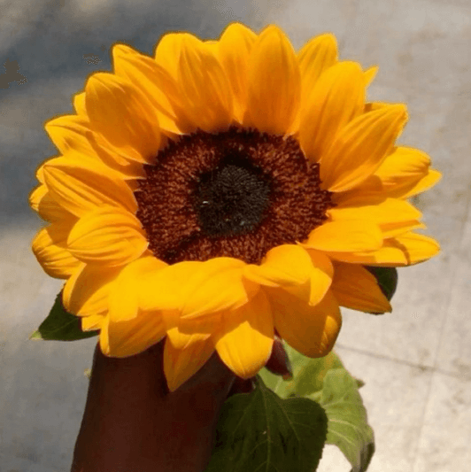 give me a yellow flower