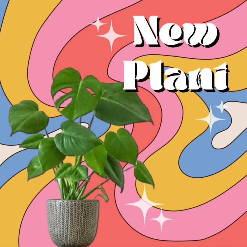 New Houseplant!